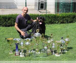 Rottweiler Dog Breeder near Moscow, Moscow, Russia