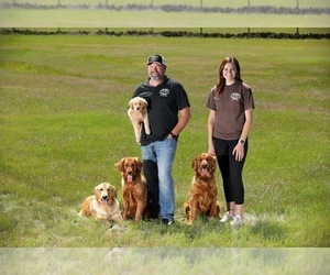 Golden Retriever Dog Breeder near CHICO, CA, USA