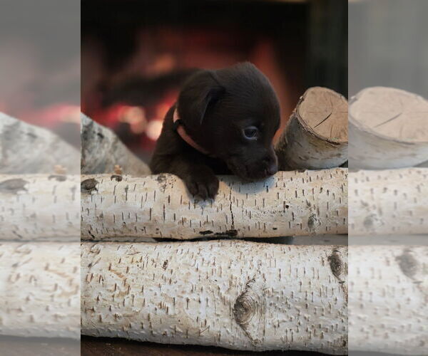 Medium Photo #24  Breeder Profile in FLORA, IL, USA