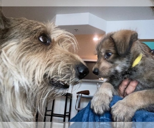 Medium Photo #1  Breeder Profile in LAS VEGAS, NV, USA
