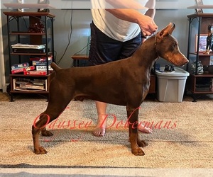 Doberman Pinscher Dog Breeder in GREENSBURG,  USA