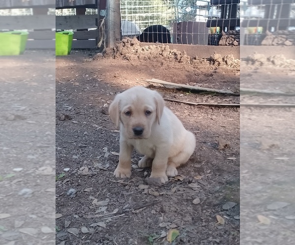 Medium Photo #4  Breeder Profile in IONE, CA, USA