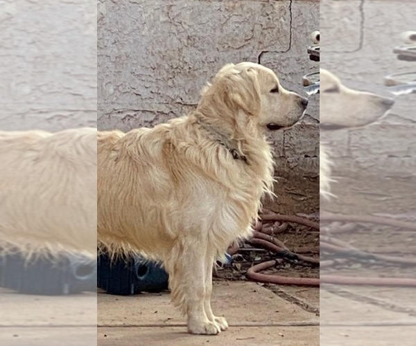 Medium Photo #1  Breeder Profile in SCOTTSDALE, AZ, USA