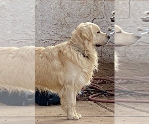 Golden Retriever Dog Breeder near SCOTTSDALE, AZ, USA