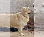 Small breeder photo