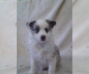 Main photo of Australian Shepherd Dog Breeder near BUFFALO, MO, USA