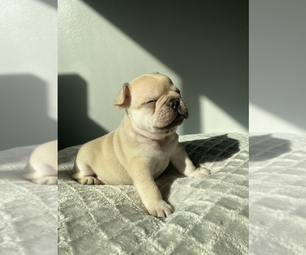 Medium Photo #1  Breeder Profile in HOUSTON, TX, USA