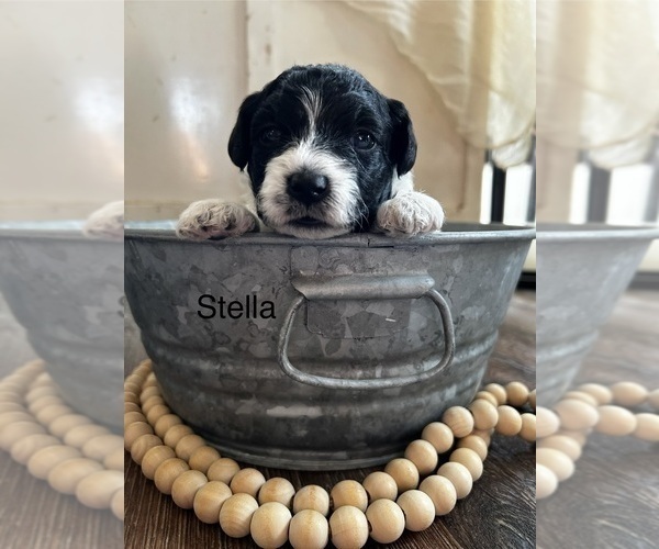 Medium Photo #18  Breeder Profile in ORCHARDS, WA, USA