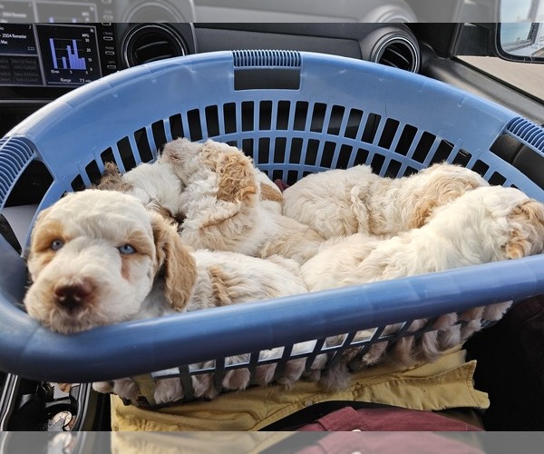 Medium Photo #1  Breeder Profile in SURPRISE, AZ, USA