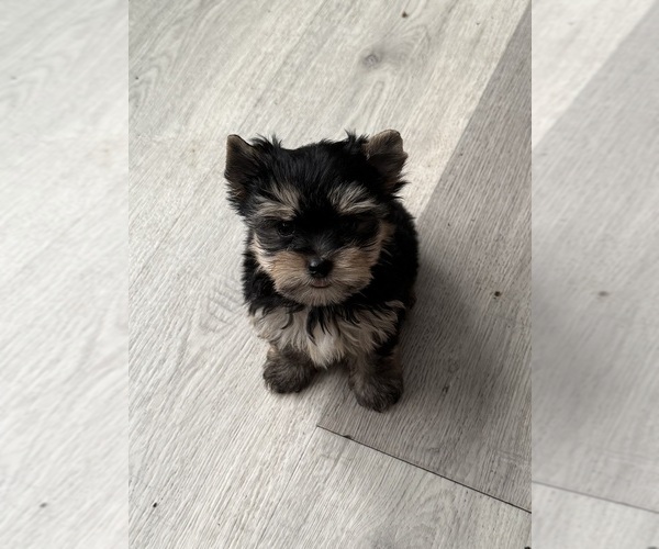 Medium Photo #1  Breeder Profile in DENHAM SPRINGS, LA, USA