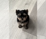 Small breeder photo