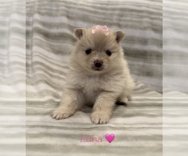Medium Photo #2  Breeder Profile in TULSA, OK, USA