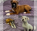 Small breeder photo