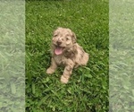 Small breeder photo