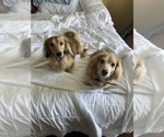Small #39 Breeder Profile image