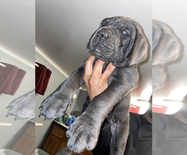 Medium Photo #1  Breeder Profile in ALTON, IL, USA