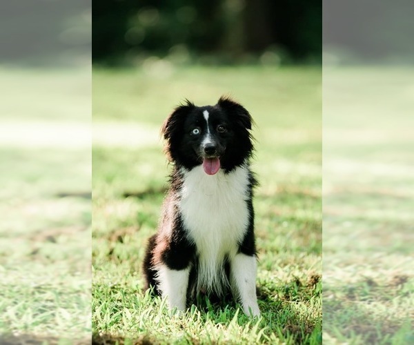 Medium Photo #1  Breeder Profile in ATKINS, AR, USA