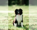 Small breeder photo