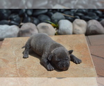 Small #4 Breeder Profile image