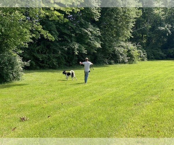 Medium Photo #7  Breeder Profile in LOUISVILLE, KY, USA