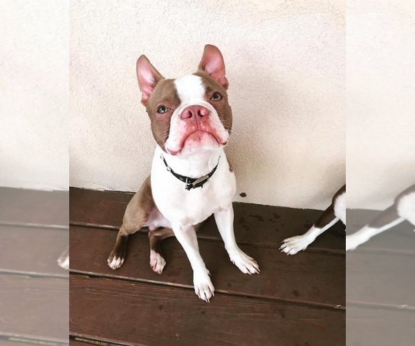 Medium Photo #1  Breeder Profile in REDDICK, FL, USA