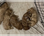 Small breeder photo