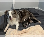Small #1 Breeder Profile image