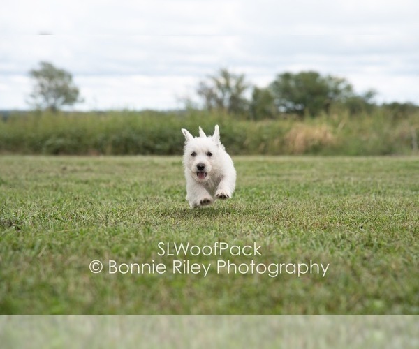 Medium Photo #11  Breeder Profile in PLEASANTON, KS, USA