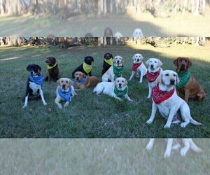 Labrador Retriever Dog Breeder in LOVELADY,  USA