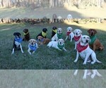 Small Photo #1  Breeder Profile in LOVELADY, TX, USA
