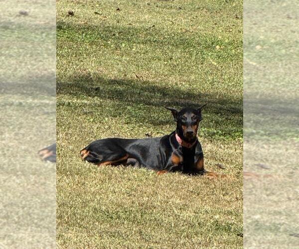 Medium Photo #2  Breeder Profile in HUNTSVILLE, AL, USA