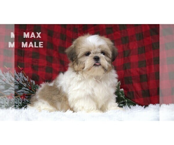 Medium Photo #2  Breeder Profile in CLARE, MI, USA