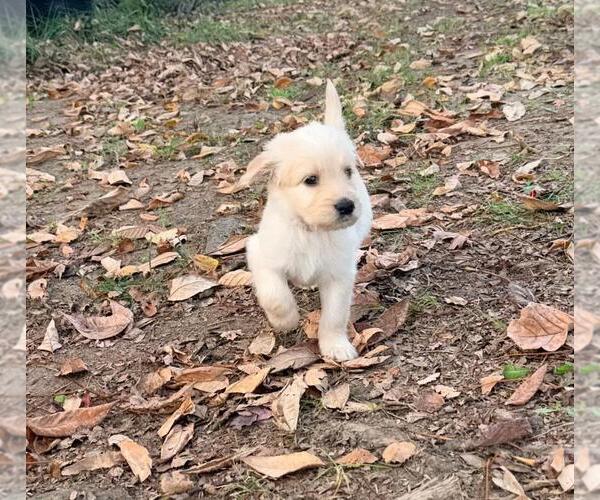 Medium Photo #35  Breeder Profile in MIDDLETOWN, OH, USA