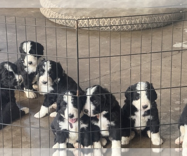 Medium Photo #4  Breeder Profile in LOWNDESBORO, AL, USA