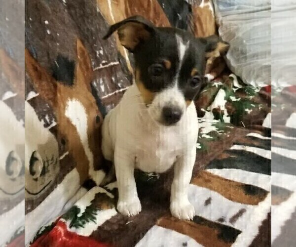 Medium Photo #5  Breeder Profile in WHITAKERS, NC, USA