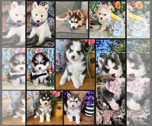 Medium Photo #25  Breeder Profile in VENUS, PA, USA