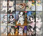 Small #24 Breeder Profile image