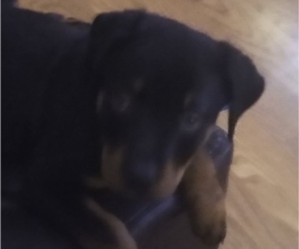 Medium Photo #1  Breeder Profile in CLEVELAND, OH, USA