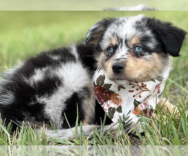 Medium Photo #1  Breeder Profile in MC LEAN, IL, USA