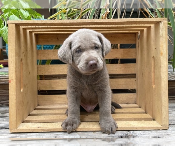 Medium Photo #1  Breeder Profile in NEWARK, NJ, USA