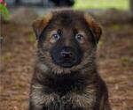 Small breeder photo