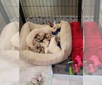 Small breeder photo