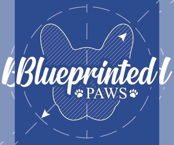 Medium Photo #1  Breeder Profile in HOUSTON, TX, USA