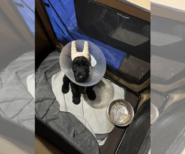 Medium Photo #1  Breeder Profile in RADFORD, VA, USA