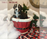 Small breeder photo