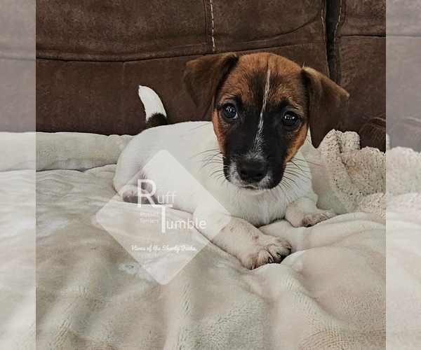 Medium Photo #12  Breeder Profile in HARVEL, IL, USA