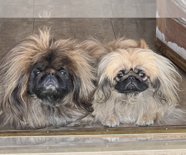 Medium Photo #1  Breeder Profile in SAN BERNARDINO, CA, USA
