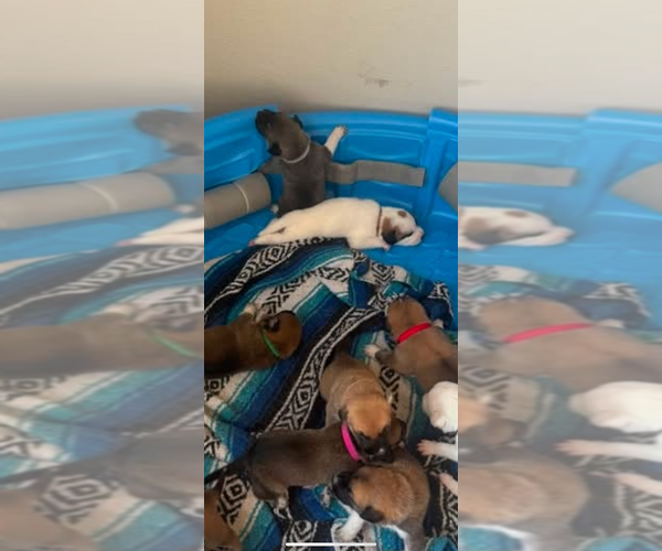Medium Photo #8  Breeder Profile in LULING, TX, USA