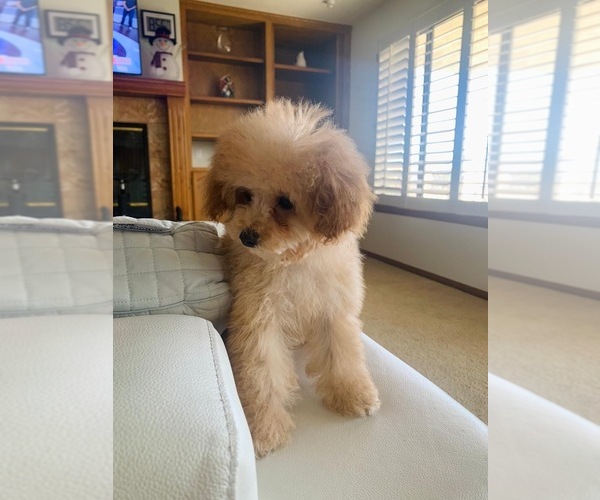 Medium Photo #24  Breeder Profile in VICTORVILLE, CA, USA