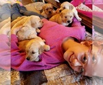 Small #1 Breeder Profile image